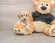 7 week old Poochon Puppy For Sale - Simply Southern Pups