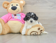 7 week old Poochon Puppy For Sale - Simply Southern Pups