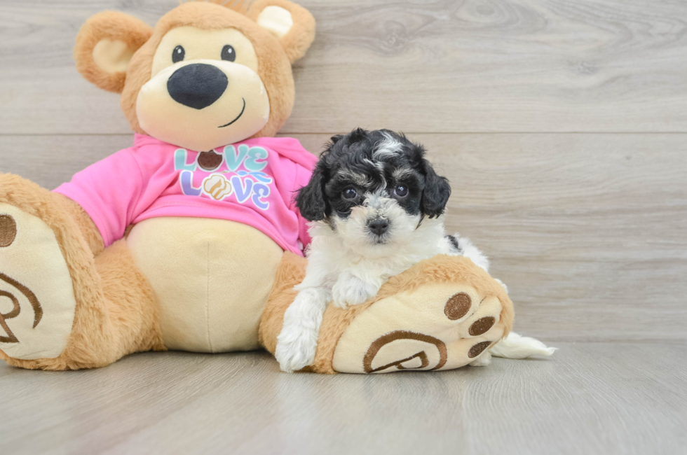 6 week old Poochon Puppy For Sale - Simply Southern Pups