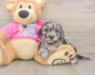 8 week old Poochon Puppy For Sale - Simply Southern Pups