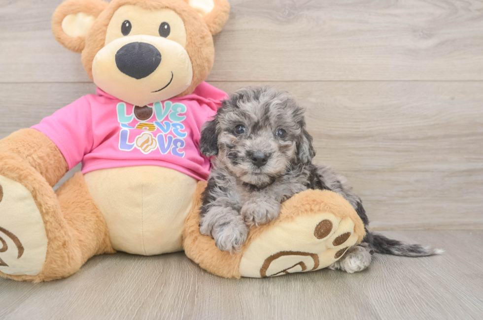 6 week old Poochon Puppy For Sale - Simply Southern Pups