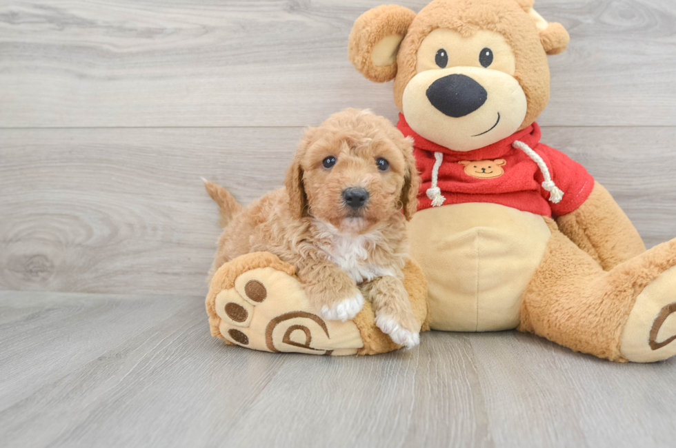7 week old Poochon Puppy For Sale - Simply Southern Pups