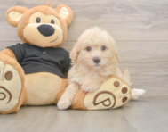 6 week old Poochon Puppy For Sale - Simply Southern Pups