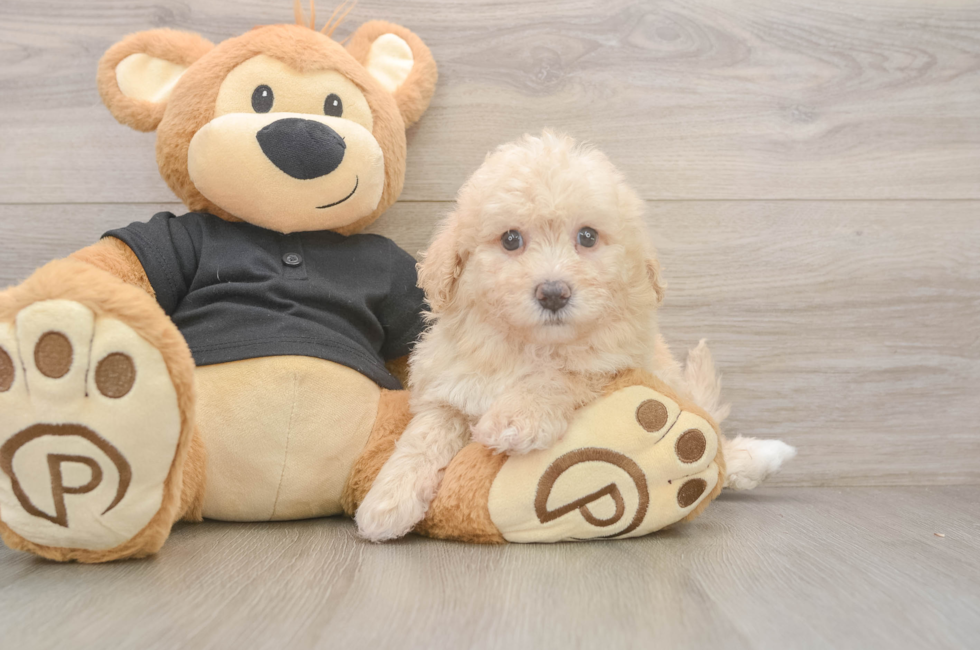 5 week old Poochon Puppy For Sale - Simply Southern Pups