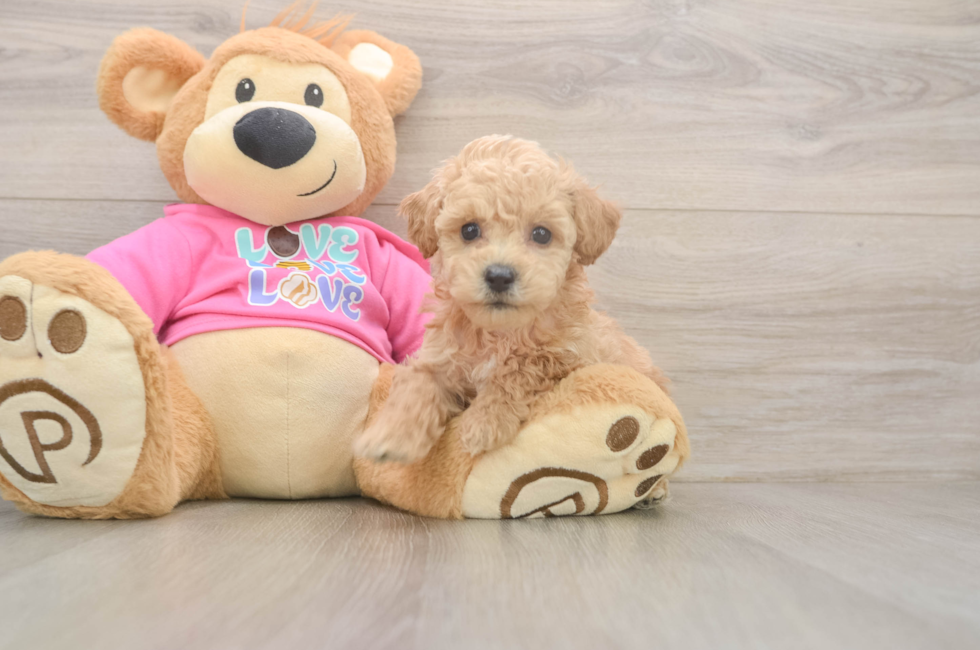 5 week old Poochon Puppy For Sale - Simply Southern Pups