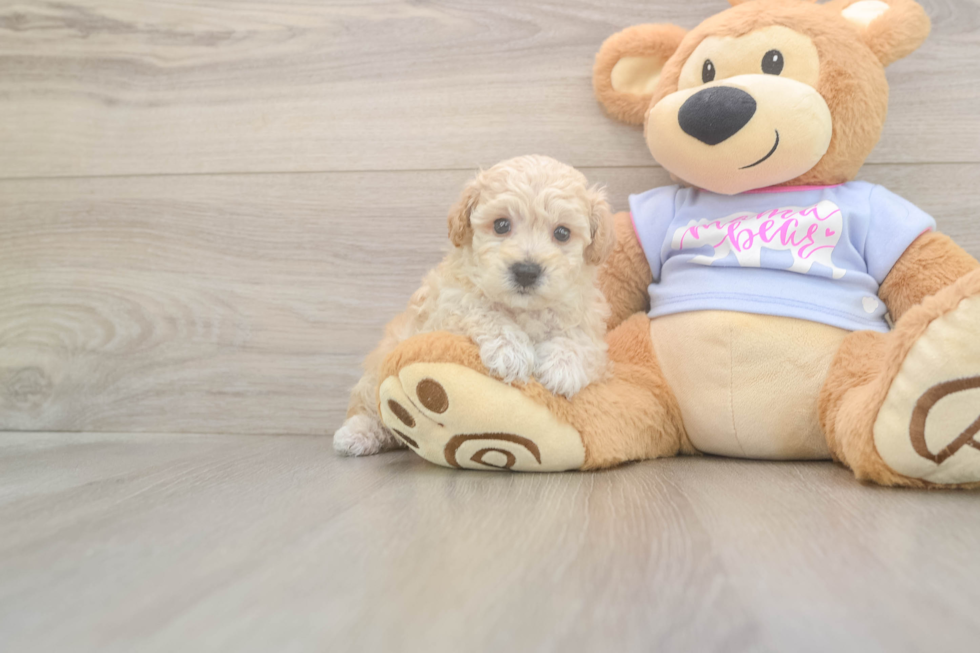 Meet Flynn - our Poochon Puppy Photo  2/3 - Simply Southern Pups Best Poochon Baby