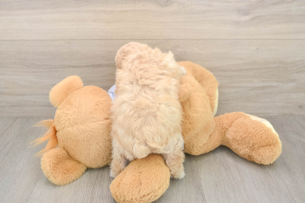 Meet Flynn - our Poochon Puppy Photo  3/3 - Simply Southern Pups Hypoallergenic Bichpoo Poodle Mix Puppy