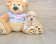 7 week old Poochon Puppy For Sale - Simply Southern Pups