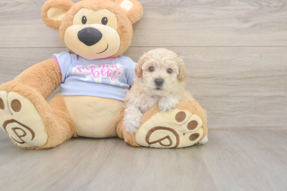 Meet Flynn - our Poochon Puppy Photo  1/3 - Simply Southern Pups Best Poochon Baby