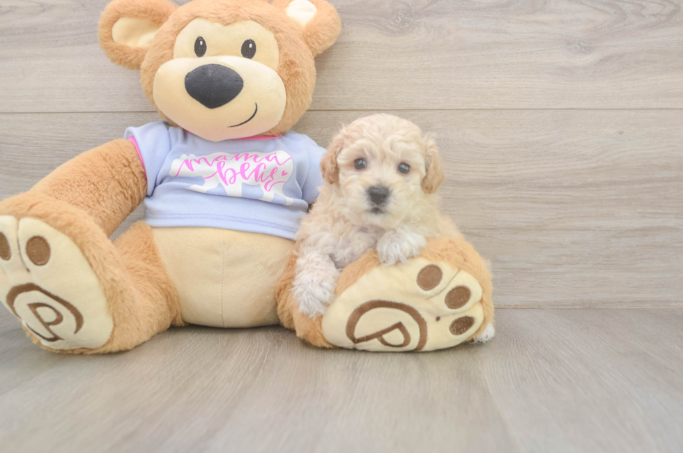 5 week old Poochon Puppy For Sale - Simply Southern Pups