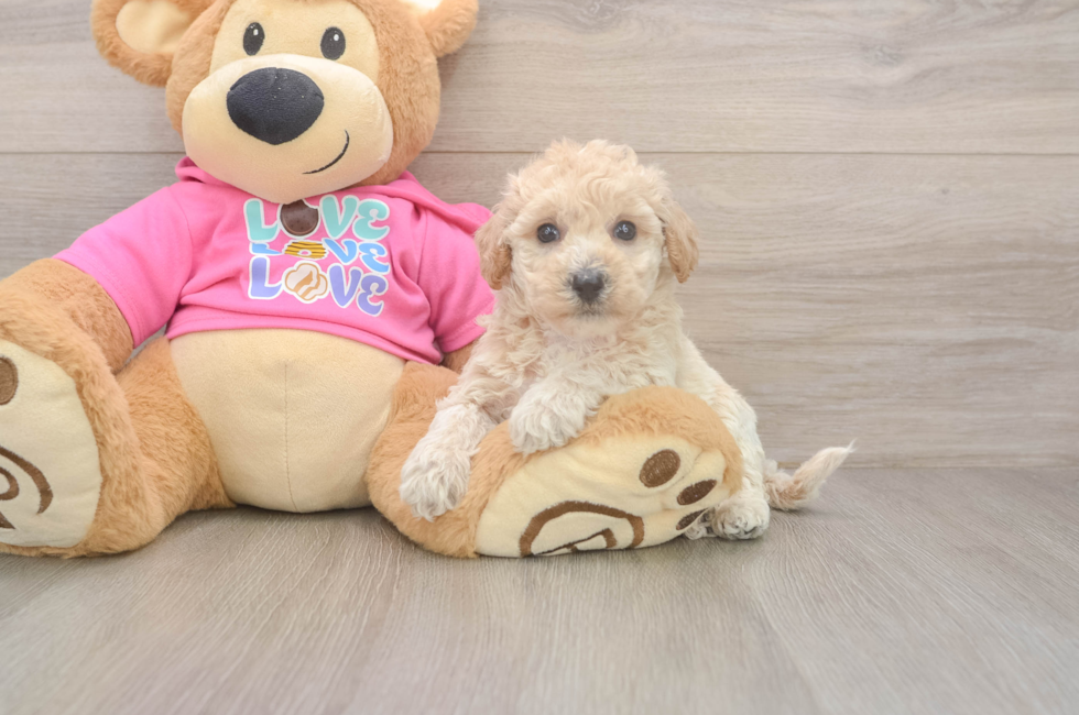 5 week old Poochon Puppy For Sale - Simply Southern Pups