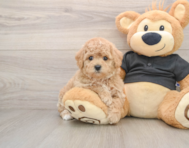 5 week old Poochon Puppy For Sale - Simply Southern Pups