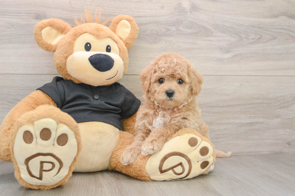 Poochon Pup Being Cute