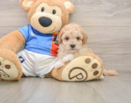 6 week old Poochon Puppy For Sale - Simply Southern Pups