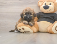 6 week old Poochon Puppy For Sale - Simply Southern Pups