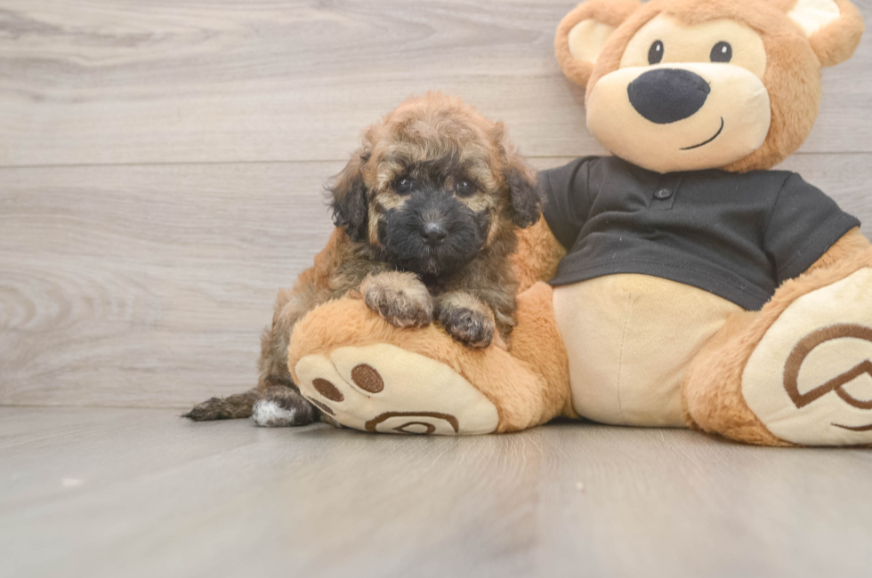 5 week old Poochon Puppy For Sale - Simply Southern Pups