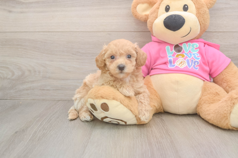 5 week old Poochon Puppy For Sale - Simply Southern Pups