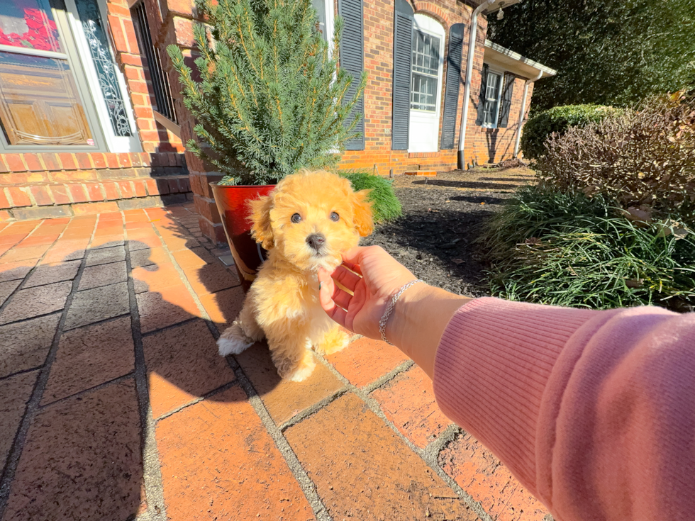 Poochon Pup Being Cute