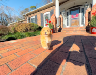 9 week old Poochon Puppy For Sale - Simply Southern Pups