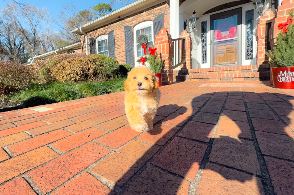 9 week old Poochon Puppy For Sale - Simply Southern Pups