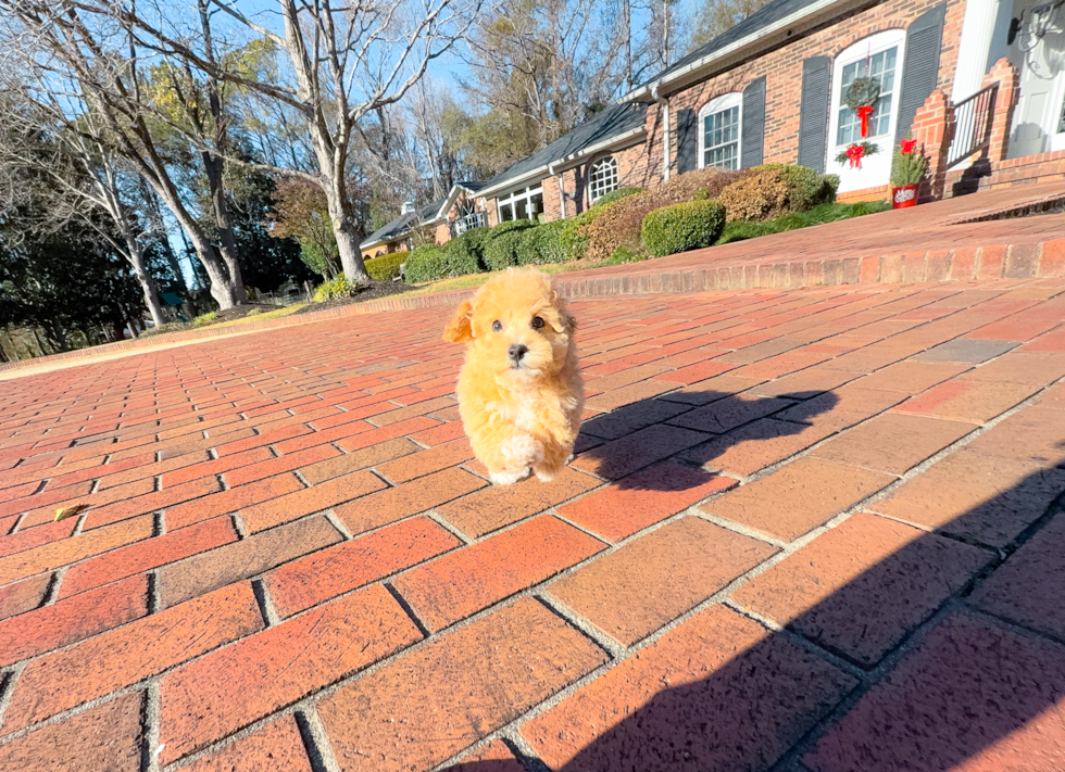 Poochon Pup Being Cute