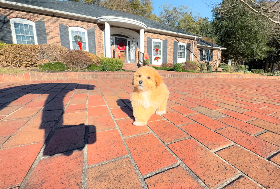 Cute Poochon Poodle Mix Pup