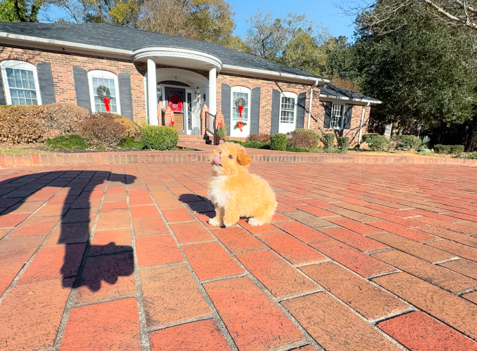 Cute Bichpoo Poodle Mix Puppy