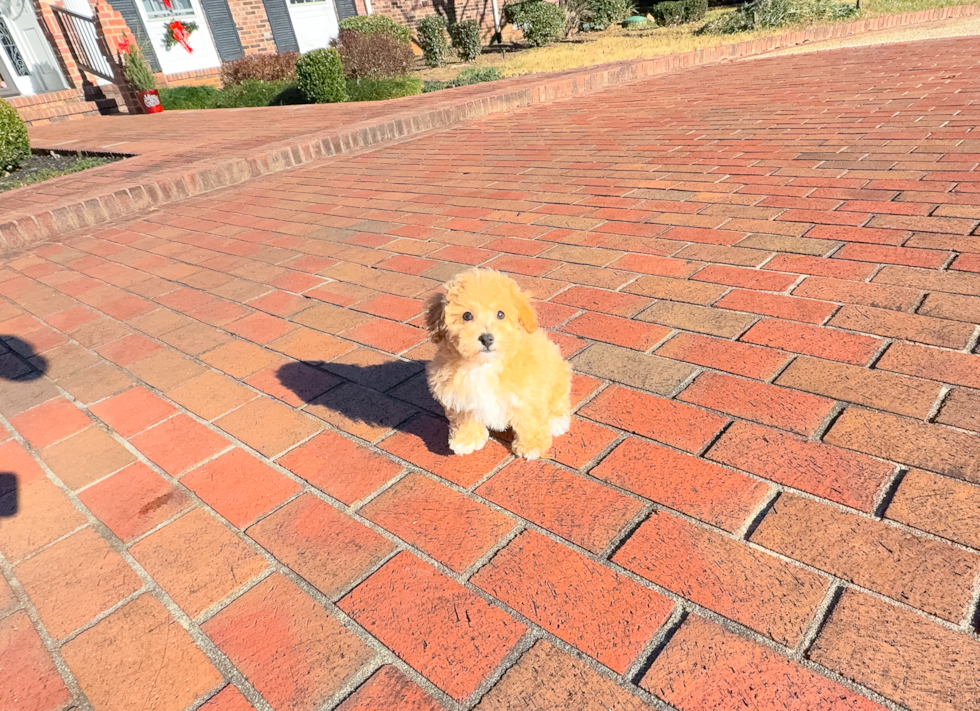 Cute Poochon Poodle Mix Pup