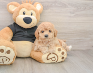 5 week old Poochon Puppy For Sale - Simply Southern Pups