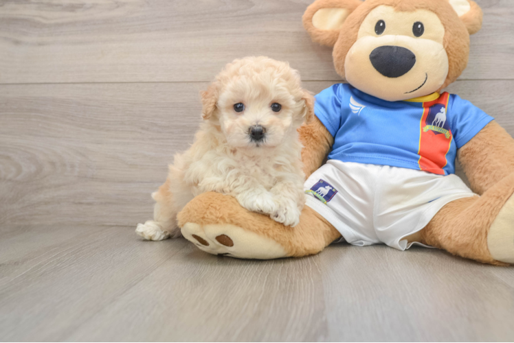Fluffy Poochon Poodle Mix Pup