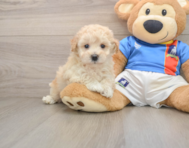 8 week old Poochon Puppy For Sale - Simply Southern Pups