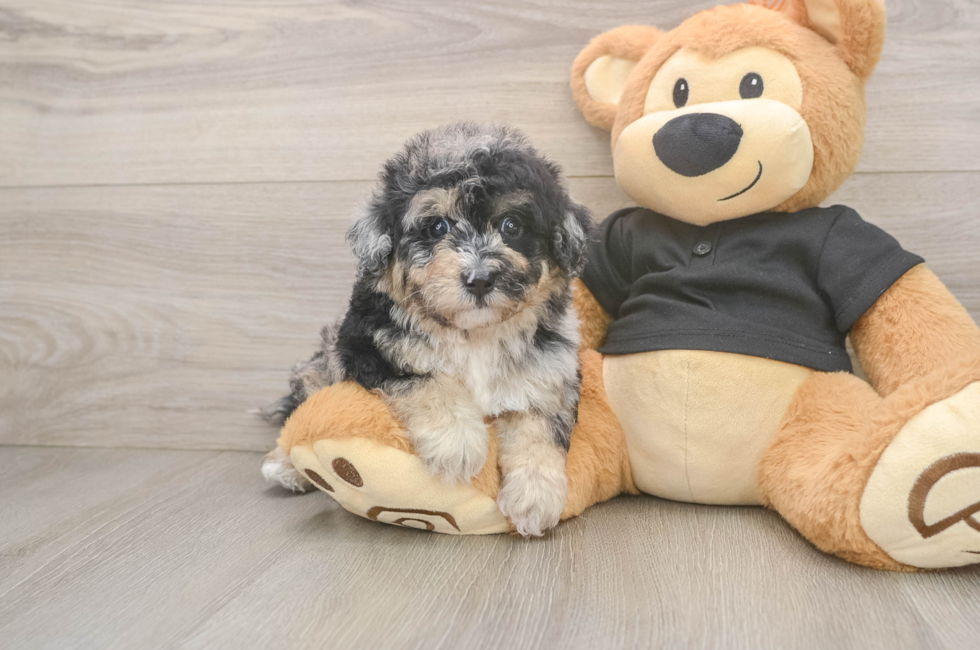 5 week old Poochon Puppy For Sale - Simply Southern Pups