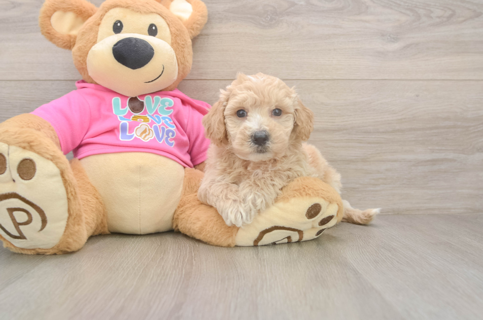 5 week old Poochon Puppy For Sale - Simply Southern Pups