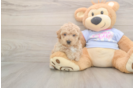Meet Franklin - our Poochon Puppy Photo  2/3 - Simply Southern Pups Smart Poochon Poodle Mix Pup