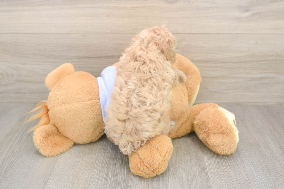 Meet Franklin - our Poochon Puppy Photo  3/3 - Simply Southern Pups Little Bichpoo Poodle Mix Puppy