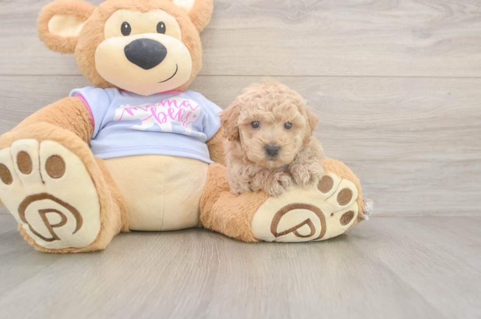 5 week old Poochon Puppy For Sale - Simply Southern Pups