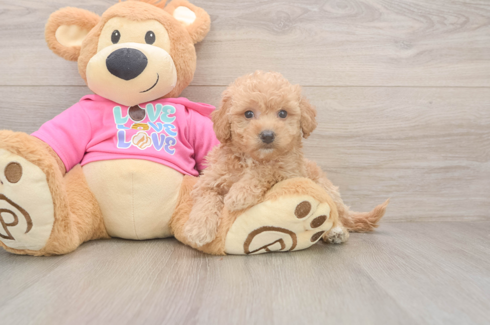 5 week old Poochon Puppy For Sale - Simply Southern Pups