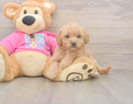8 week old Poochon Puppy For Sale - Simply Southern Pups 8 week old Poochon Puppy For Sale - Simply Southern Pups