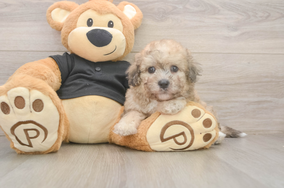 5 week old Poochon Puppy For Sale - Simply Southern Pups