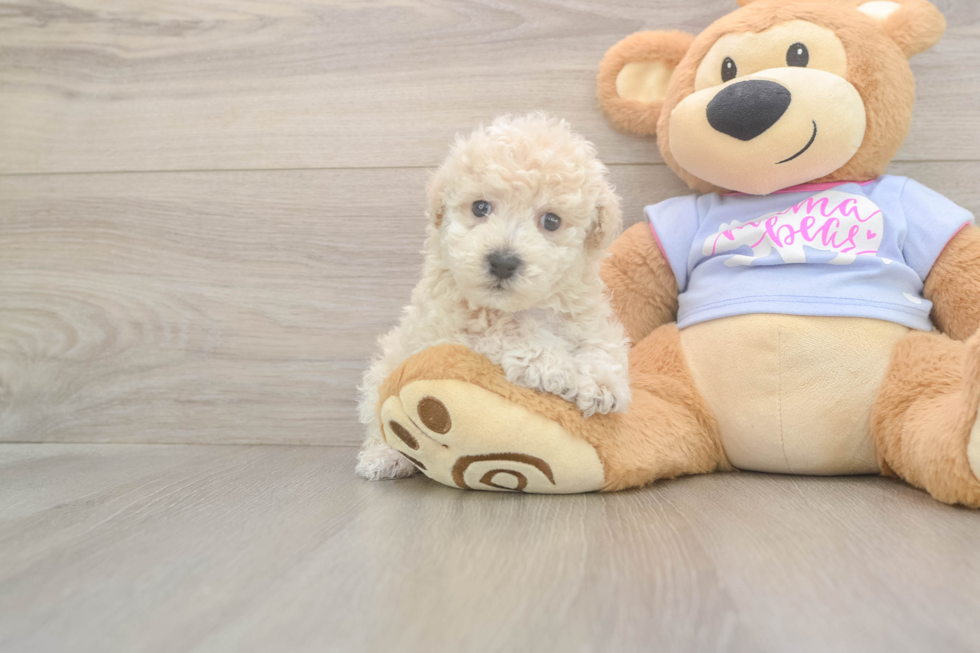 Meet Fry - our Poochon Puppy Photo  2/3 - Simply Southern Pups Cute Poochon Baby