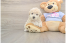 Meet Fry - our Poochon Puppy Photo  2/3 - Simply Southern Pups Cute Poochon Baby