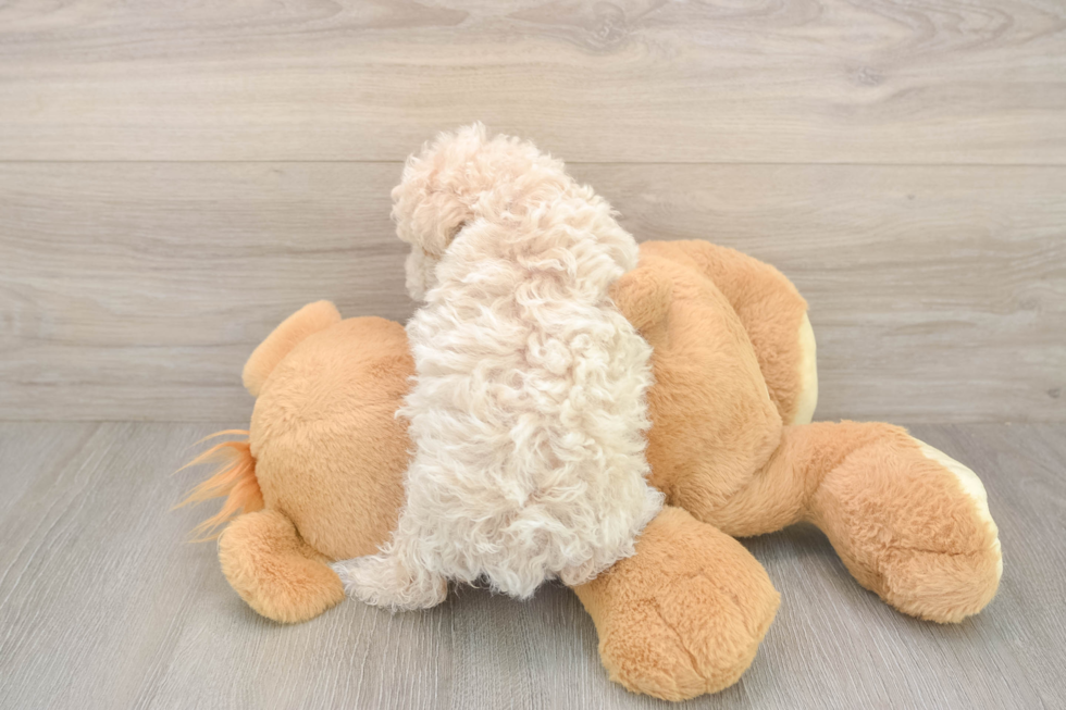 Meet Fry - our Poochon Puppy Photo  3/3 - Simply Southern Pups Sweet Poochon Baby