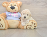 8 week old Poochon Puppy For Sale - Simply Southern Pups
