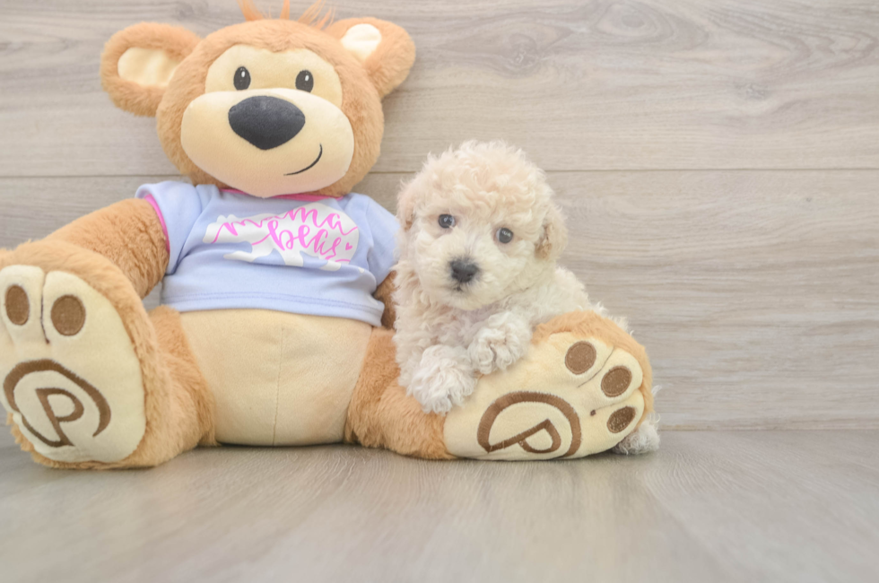 5 week old Poochon Puppy For Sale - Simply Southern Pups