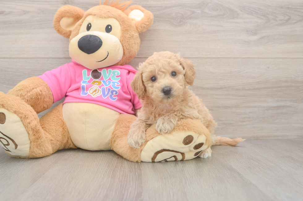 5 week old Poochon Puppy For Sale - Simply Southern Pups