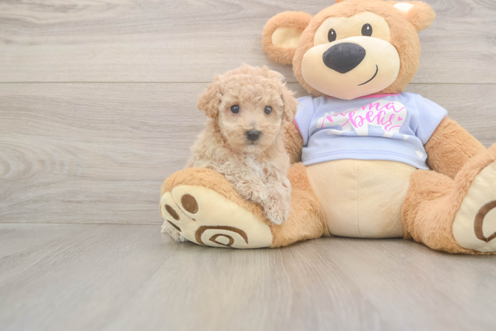 Meet Funyun - our Poochon Puppy Photo  1/3 - Simply Southern Pups Best Poochon Baby