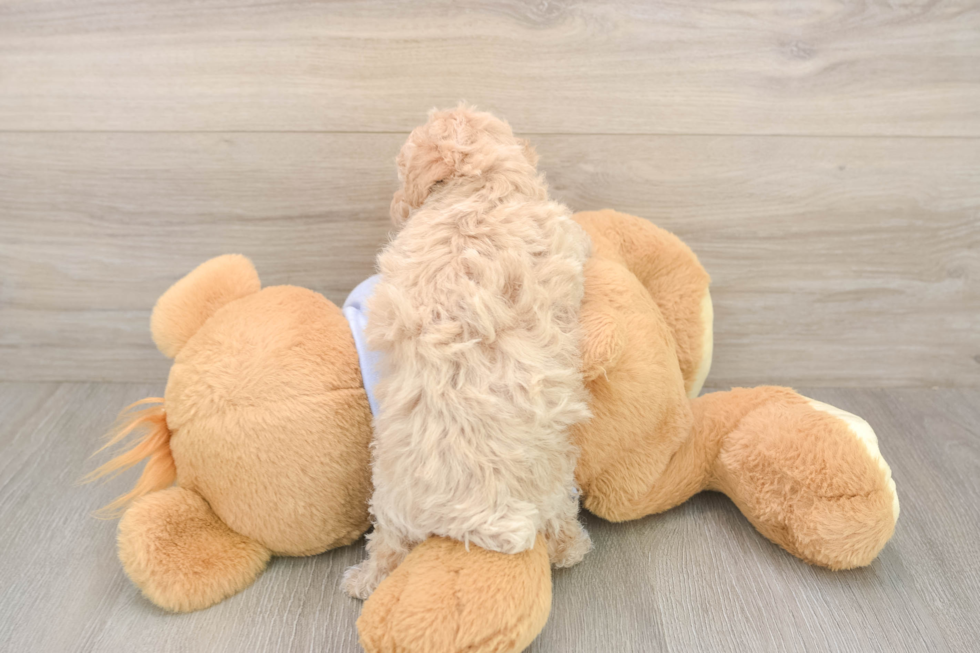 Meet Funyun - our Poochon Puppy Photo  3/3 - Simply Southern Pups Poochon Puppy for Adoption