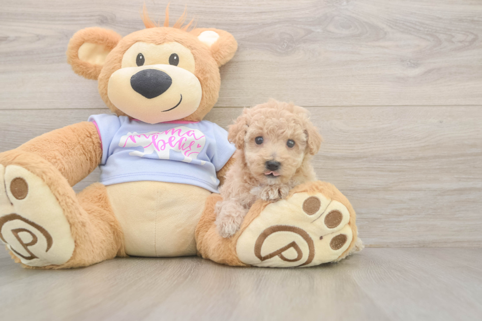 Meet Funyun - our Poochon Puppy Photo  2/3 - Simply Southern Pups Hypoallergenic Bichpoo Poodle Mix Puppy