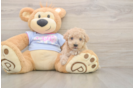 Meet Funyun - our Poochon Puppy Photo  2/3 - Simply Southern Pups Hypoallergenic Bichpoo Poodle Mix Puppy