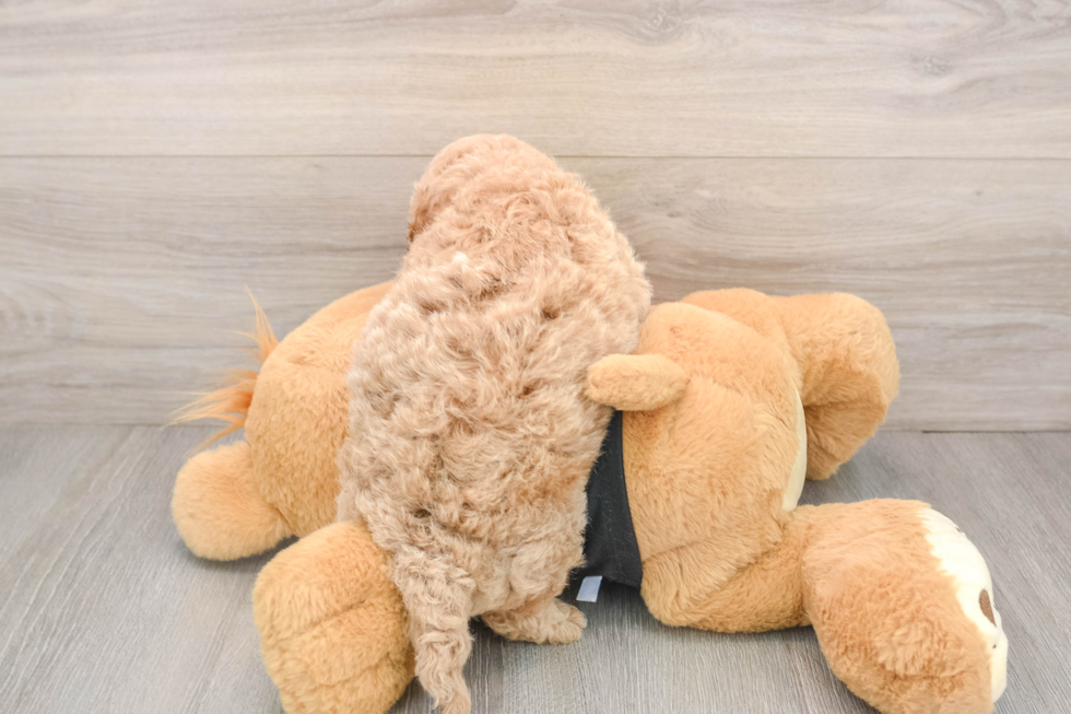 Poochon Puppy for Adoption